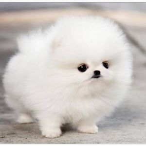 Meet your Posher, Chloe